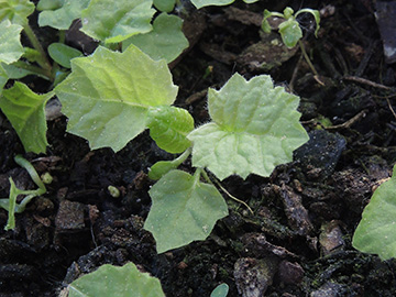 Primula_elatior_BO-Balkon_RH_050518_ja11.jpg