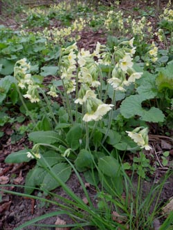 Primula_elatior_DOGroppenbruch210413_PG03.jpg