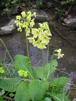 Primula_elatior_DONSGDellwigerBachtal110411_PG01.jpg