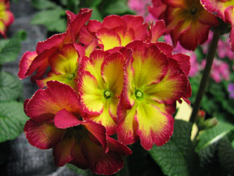 Primula_elatior_Fire_Risse150212_ja02.jpg