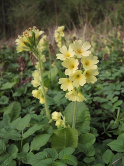 Primula_elatior_Heligenhaus_050414_ja01.jpg