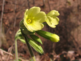 Primula_elatior_Marienschlucht_200311_VD02.jpg