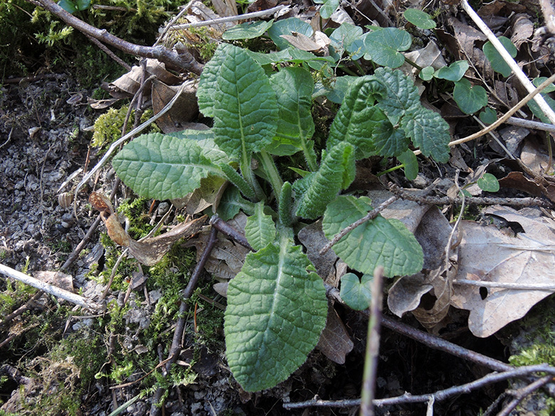 Primula_elatior_Proevenholz_Geseke_060420_ja01.jpg