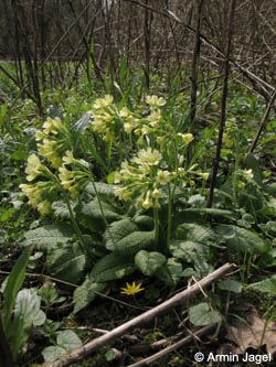 Primula_elatior_Teutoburger%20Wald210413_ja02.jpg