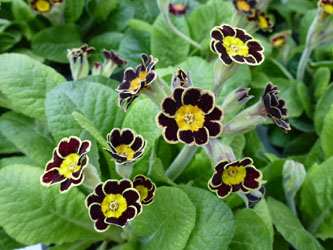 Primula_elatior_Victoriana_Gold_Lace_AachenWestfriedhof170213_ho002.jpg