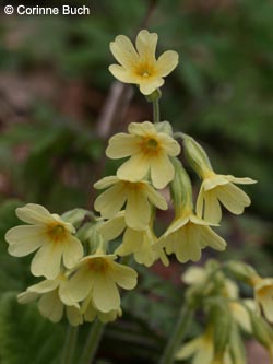 Primula_elatior_Warstein210412_CB01.jpg