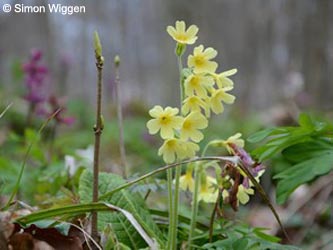 Primula_elatior_Warstein210412_SW01.jpg