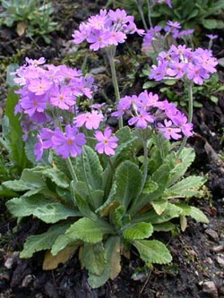 Primula_farinosa_ho10.jpg