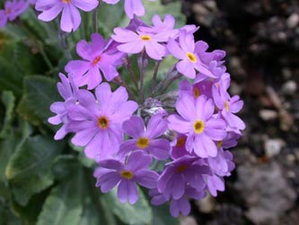 Primula_farinosa_ho11.jpg