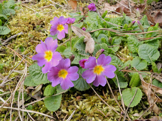 Primula_juliae_030415_ja01.jpg