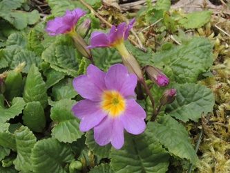 Primula_juliae_030415_ja03.jpg