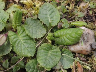 Primula_juliae_030415_ja04.jpg