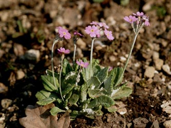 Primula_rosea_330_ja01.jpg