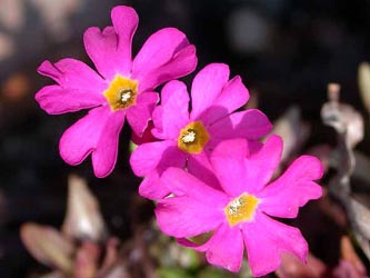 Primula_rosea_ho01.jpg