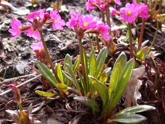 Primula_rosea_ho10.jpg