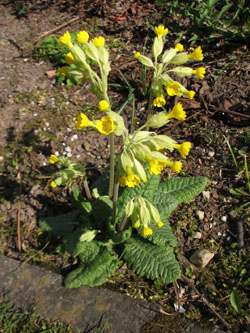 Primula_veris_240410_VD01.jpg