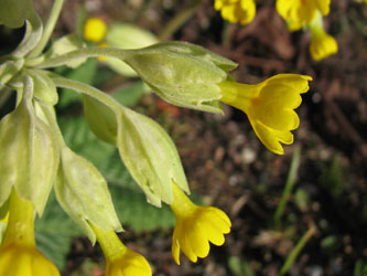 Primula_veris_240410_VD06.jpg