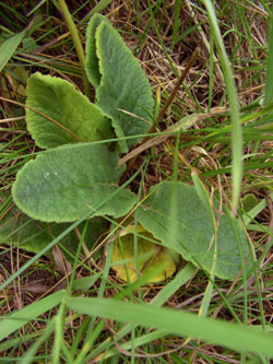 Primula_veris_Bislicherinsel120610_TK02.jpg