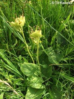 Primula_veris_Bislicherinsel120610_TK03.jpg