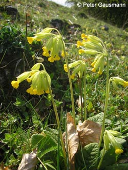 Primula_veris_BrilonerHochflaeche260409_PG39.jpg