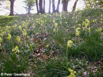 Primula_veris_BrilonerHochflaeche260409_PG40.jpg