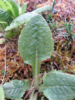 Primula_veris_Garten_Hagenn_ML01.jpg