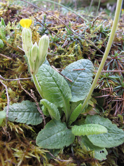 Primula_veris_Garten_Hagenn_ML07.jpg