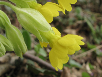 Primula_veris_Jacobsberg_210413_ja02.jpg