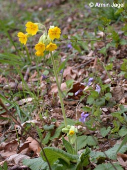 Primula_veris_Jakobsberg210408_ja01.jpg