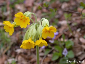 Primula_veris_Jakobsberg210408_ja04.jpg