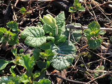 Primula_veris_K_AachenerWiese_060418_VU01.jpg