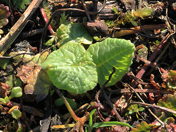 Primula_veris_K_AachenerWiese_060418_VU02.jpg