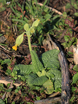 Primula_veris_K_AachenerWiese_060418_VU04.jpg