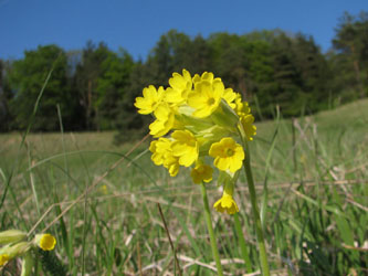 Primula_veris_Liggeringen_200411_VD08.jpg