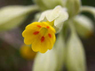 Primula_veris_Mittelrhein_040412_CB01.jpg