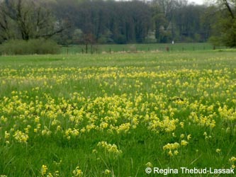 Primula_veris_Rheinbogen_GrimlinghauserBenden_230413_RTL01.jpg