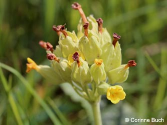 Primula_veris_Uedesheimer_Rheinbogen_030514_CB04.jpg