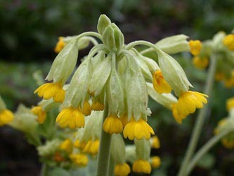 Primula_veris_ja01.jpg