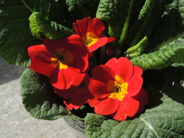 Primula_vulgaris_BOEhrenfeld_250317_ja01.jpg