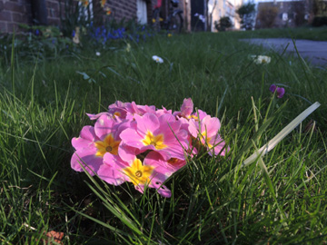 Primula_vulgaris_BOEhrenfeld_280317_ja03.jpg