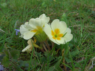 Primula_vulgaris_BORoncalli230407_ja03.jpg