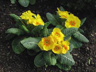 Primula_vulgaris_ENFriedhof020110_ja01.jpg