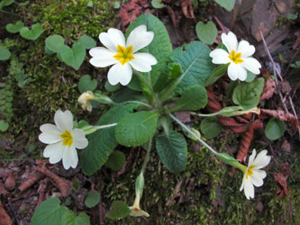 Primula_vulgaris_Ligurien_2014_ML01.jpg