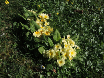 Primula_vulgars_WITAnnen_280317_ja01.jpg