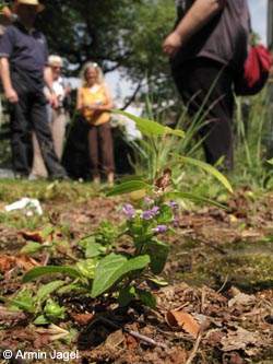 Prunella_vulgaris_BOInnenstadt170710_ja01.jpg