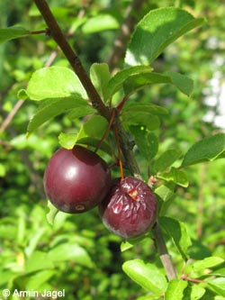 Prunus_insititia_TrabenTrarbach_Mosel2009_ja05.jpg