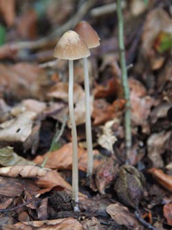 Psathyrella_conopilus_WeitmarerHolz_121014_CB12.jpg