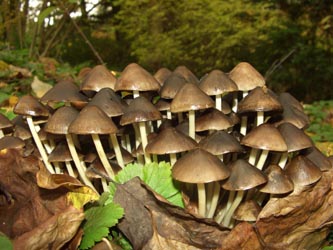 Psathyrella_multipedata_251009_TK01.jpg