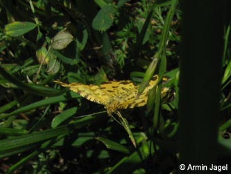 Pseudopanthera_macularia_SWHaenge_Kyffhaeuser040610_ja02.jpg