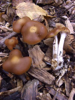 Psilocybe_cyanescens_BoGa_251009_TK03.jpg